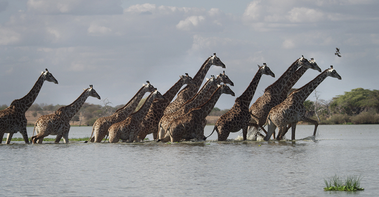 Giraffes in Nyerere National Park, Tanzania, Africa