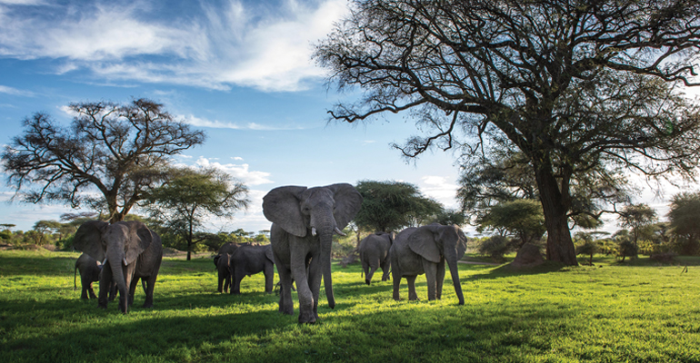 Elephants in Nyerere National Park, Tanzania, Africa