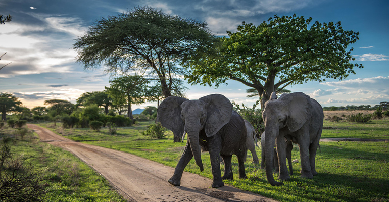 Elephants in Nyerere National Park, Tanzania, Africa