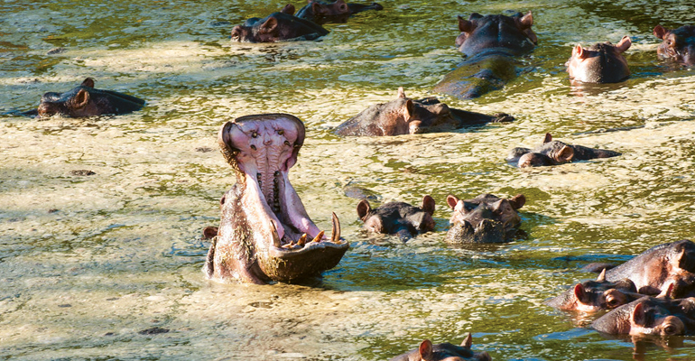 Hippopotamus in Nyerere National Park, Tanzania, Africa