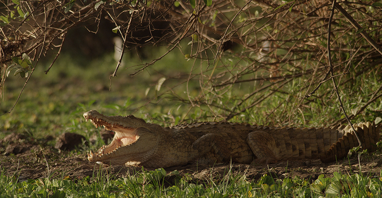 Crocodile in Nyerere National Park, Tanzania, Africa