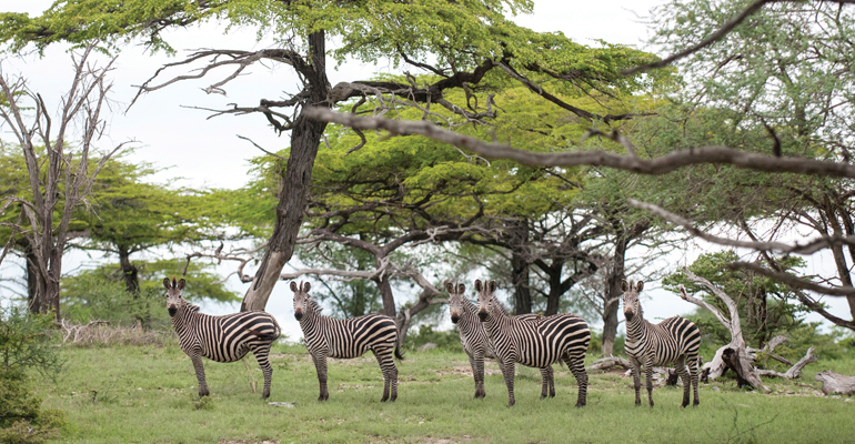 Zebras in Nyerere National Park, Tanzania, Africa