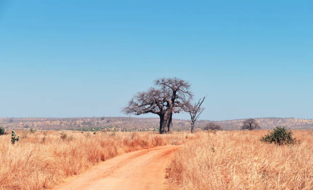 Landscape with a dirt road and baobab tree in the  in the Ruaha National Park.