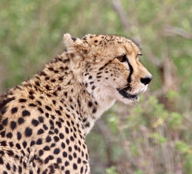 Cheetah cub seen in the Kruger National Park