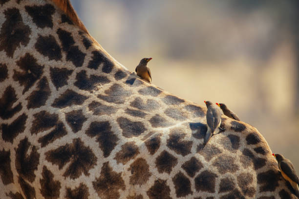 Parasites on the back of a giraffe