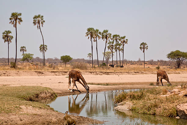 African landscape with drinking giraffes. Ruaha Game reserve, Tanzania. Palms and elephants in the background.