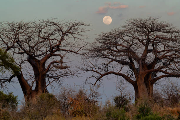 Dusk in Ruaha National Park, with a full moon setting over the baobab forest