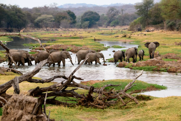 African elephants at the Jongomero river