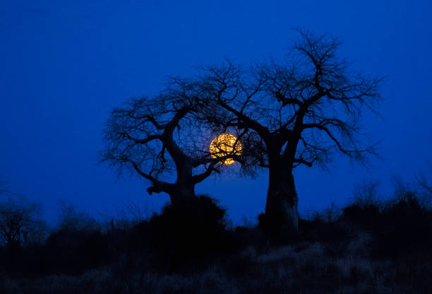 Baobab tree in Tanzania with yellow full moon behind it