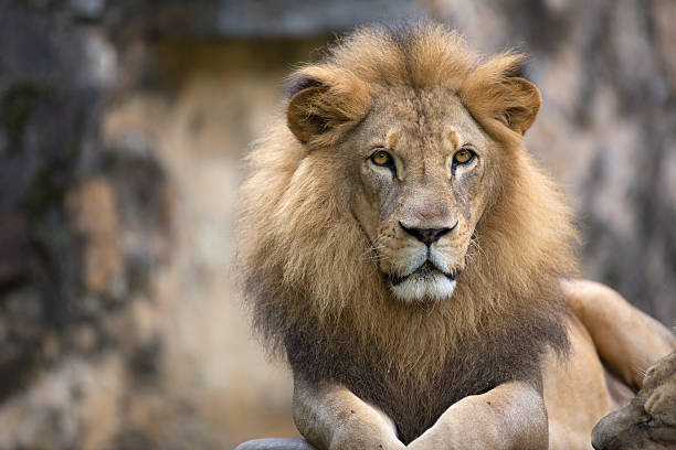 Portrait of Lion face (front look close up) resting on top of a rock