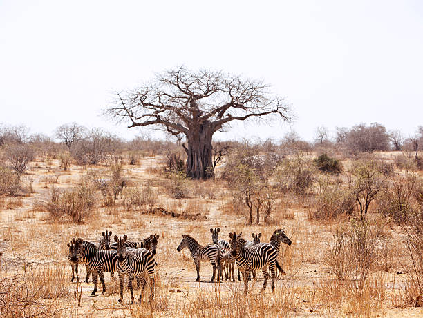 Zebras and baobab tree in Ruaha game reserve, Tanzania.