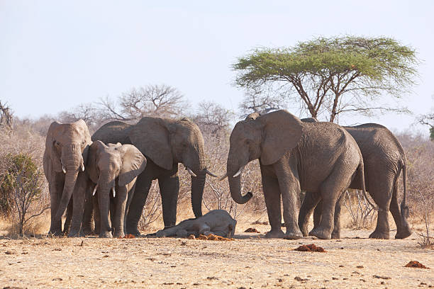 The baby elephant died the same morning of unknown causes. Now at midday the mother with a group of other elephants is mourning the baby gently touching it with their feet and trunks.