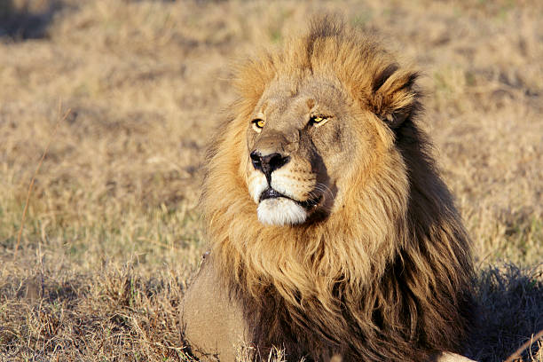 Wild male lion portrait