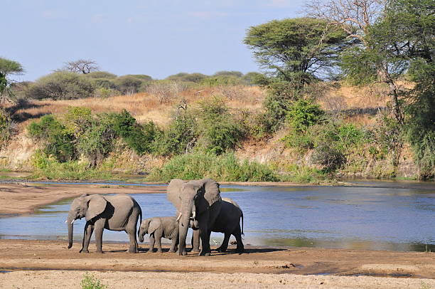 Elephant Family on the Ruaha River, Tanzania