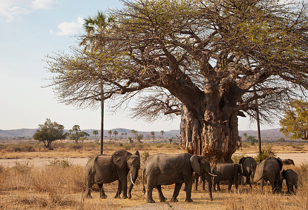 Elephants and old baobab tree Ruaha, Tanzania. An elephant is rubbing against a huge old baobab tree that has been used for the same purpose for a long time. The elephants have also been removing stipes of the bark for food.