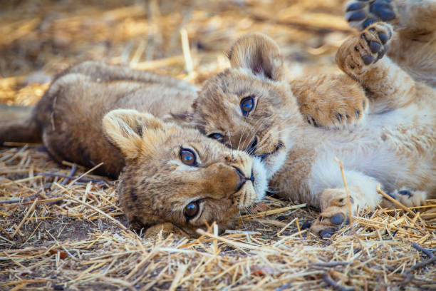 Very sweet lion cubs