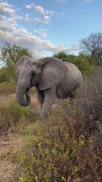 Close-up of a beautiful elephant flapping its ears while looking at and slowly approaching a group of tourists in an off-road vehicle while on safari in Ruaha National Park, Tanzania