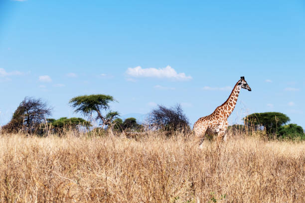 Beautiful landscape with a lonely elegant giraffe in the wildlife reserve.