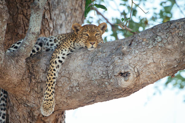 Sleepy Leopard on a tree