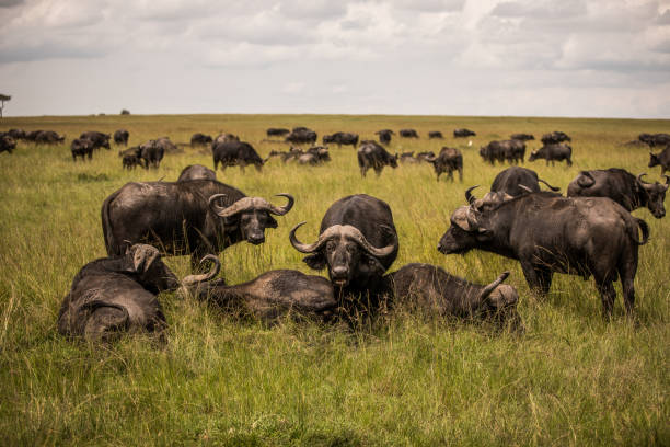 Buffalo in the dry nature habitat in Serengeti National Park in Tanzania, Western Region, Ghana