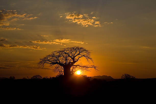 Beautiful sunset in the Ruaha National Park in Tanzania.