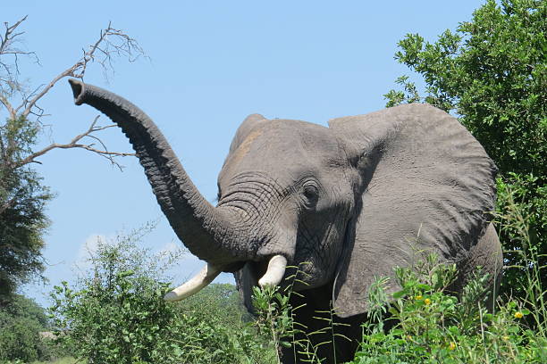 Elephant in the Ruaha National Park With large ears flapping, large thick trunk with creases held up sniffing the air, large ivory tusks and with grasses and green trees in the background on a sunny day with blue skies in the Ruaha National Park, Tanzania