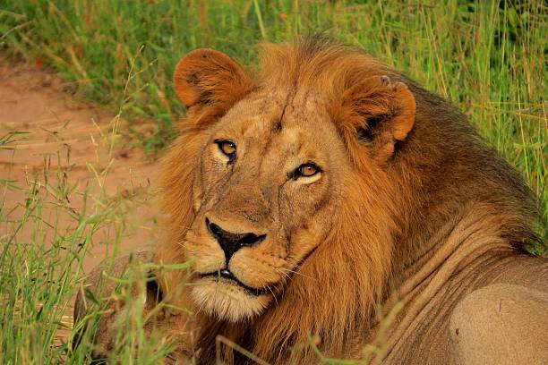 Male Lion Resting in the Ruaha National Park