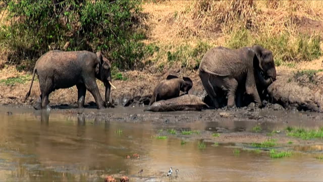 African bush Elephant with Elephant Calf in mud wallow. Tarangire National Park / Tanzania. Tarangire National Park is the sixth largest national park in Tanzania after Ruaha, Serengeti, Mikumi, Katavi and Mkomazi. The national park is located in Manyara Region. The park is famous for its huge number of elephants, baobab trees and tree climbing lions.