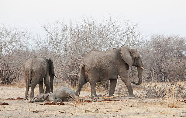 Twenty four hours after the death of the elephant calf the two last elephants are ready to leave