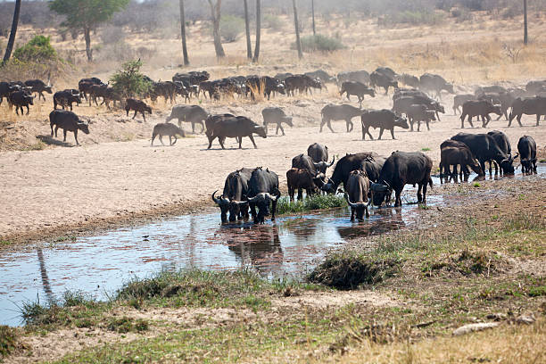 Buffaloes coming down to drink in almost dried out riverbed, Ruabha,  Tanzania.