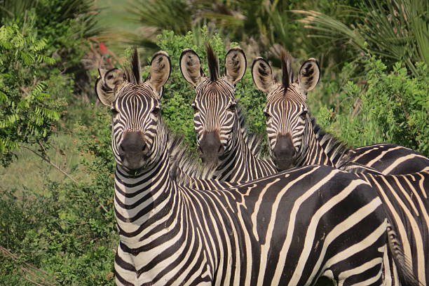 Zebra in the Ruaha National Park