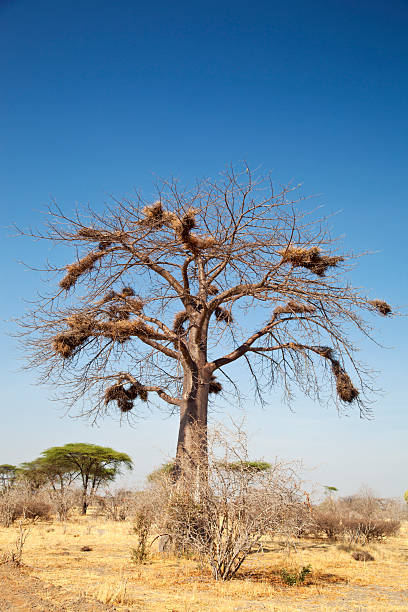 African landscape. Baobab with large weaver bird nests. Tanzania.