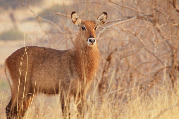 Female Waterbuck in savannah