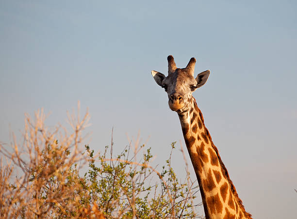 A giraffe is looking at the camera with surprice.