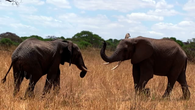 Pair of African bush elephant copulating in the Tarangire National Park / Tanzania. Tarangire National Park is the sixth largest national park in Tanzania after Ruaha, Serengeti, Mikumi, Katavi and Mkomazi. The national park is located in Manyara Region. The park is famous for its huge number of elephants, baobab trees and tree climbing lions.