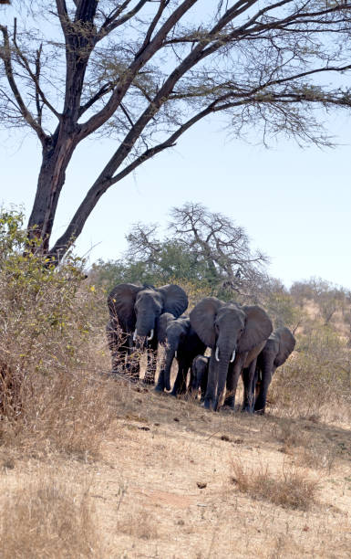 Elephant family with youngsters and calf standing in the shade of the sausage tree.