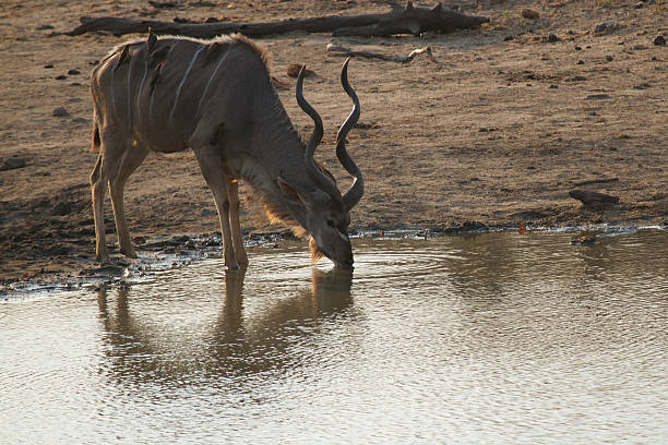 Grater Kudu