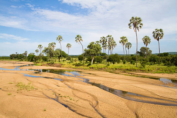 A riverbed lined with palm trees in Ruaha National Park, Tanzania