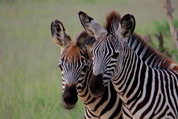 Young Zebra in the Ruaha National Park