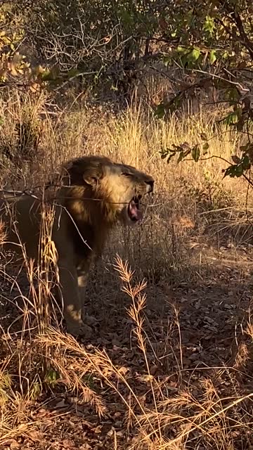 A camouflaged lion standing in the tall, yellow grass and looking straight ahead while blinking his eyes then turning his head and yawning in Ruaha National Park in Tanzania, Africa