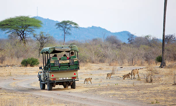 Ruaha, Tanzania - November 3, 2011: Safari in landrover in Ruaha game reserve , Tanzania, Lioness and three cubs have crossed road just in front of the cars. The lions are not at all disturbed by cars but you are strongly adviced notto get out. Tourists are watchin. It is end of dry season, rains are soon coming and the trees have started to turn green.