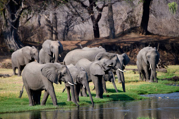 African elephants at the Jongomero river