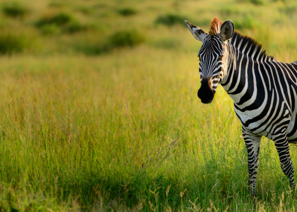 A zebra in Ruaha National Park, during sunset.