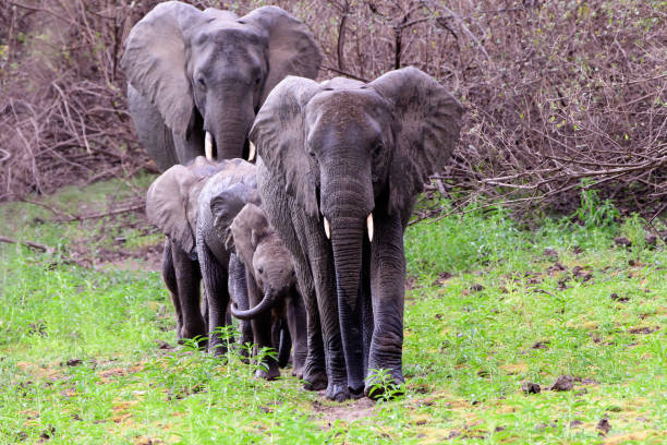 African elephants walking in a line