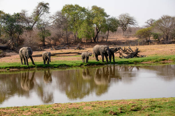 African elephants at the Jongomero river