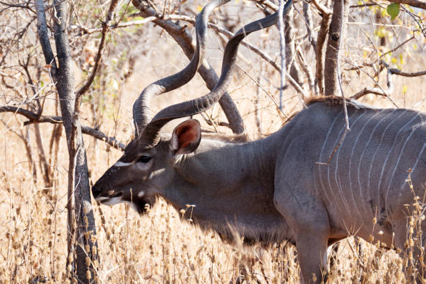 Male kudu with beautiful horns searching for food in the bushes  in the wildlife reserve during the dry season.