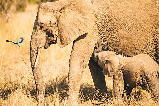 Wildlife elephants in Tanzania.