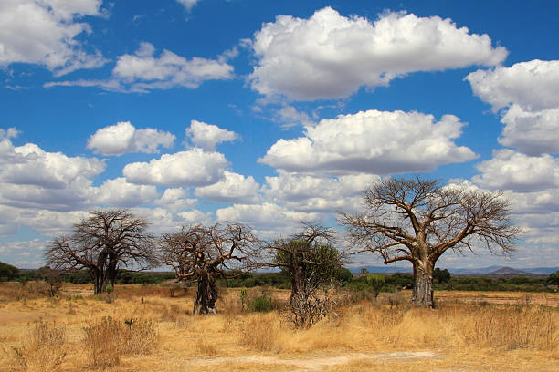 Ruaha National Park, Tanzania