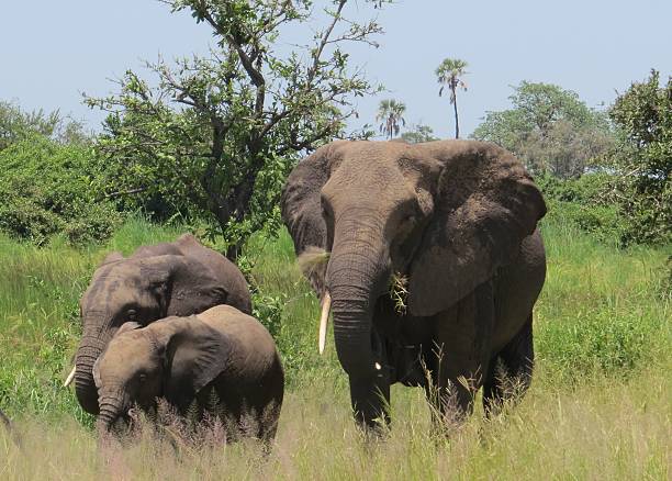 Elephant Family with two young baby calves, walking through the tall green grass with large flapping ears and ivory tusks, with green bushes  and blue skies, seen in the Ruaha National Park