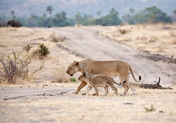 Lioness with cub crossing the road in Ruaha, Tanzania. on their way to water after having filled their stocks with a dead elephant calf